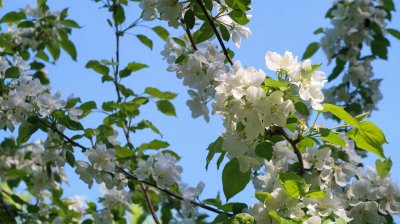 Beautiful White Blossoms Spring Wallpaper HD 4K Aesthetic Nature Background