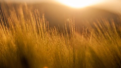 Golden Hour Meadow Aesthetic Wallpaper HD 4K Sunset Background