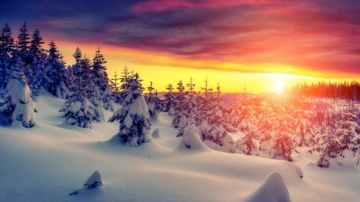 Beautiful Winter Sunset Wallpaper HD 4K - Aesthetic Snowy Pine Forest