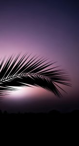 Aesthetic Palm Leaf Sunset Wallpaper HD 4K Purple Sky Background