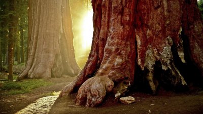 Majestic Giant Sequoia Forest Wallpaper HD 4K - Aesthetic Nature Background