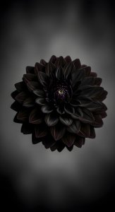 Elegant Dark Dahlia Aesthetic Flower Wallpaper HD 4K for Desktop