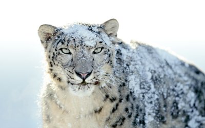 Majestic Snow Leopard in Winter Wallpaper HD 4K Aesthetic Wildlife
