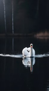Elegant White Swan on Dark Water Aesthetic Wallpaper HD 4K