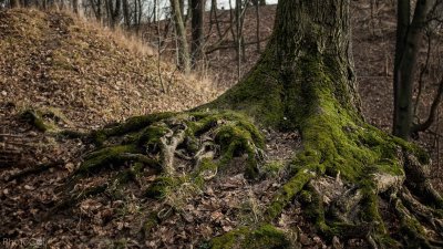 Mossy Forest Tree Roots Wallpaper HD 4K - Ancient Nature Aesthetic