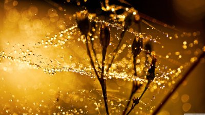Golden Dew Drops on Spider Web Aesthetic Nature Wallpaper HD 4K