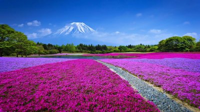 Mount Fuji and Pink Shibazakura Flowers Wallpaper HD 4K Aesthetic