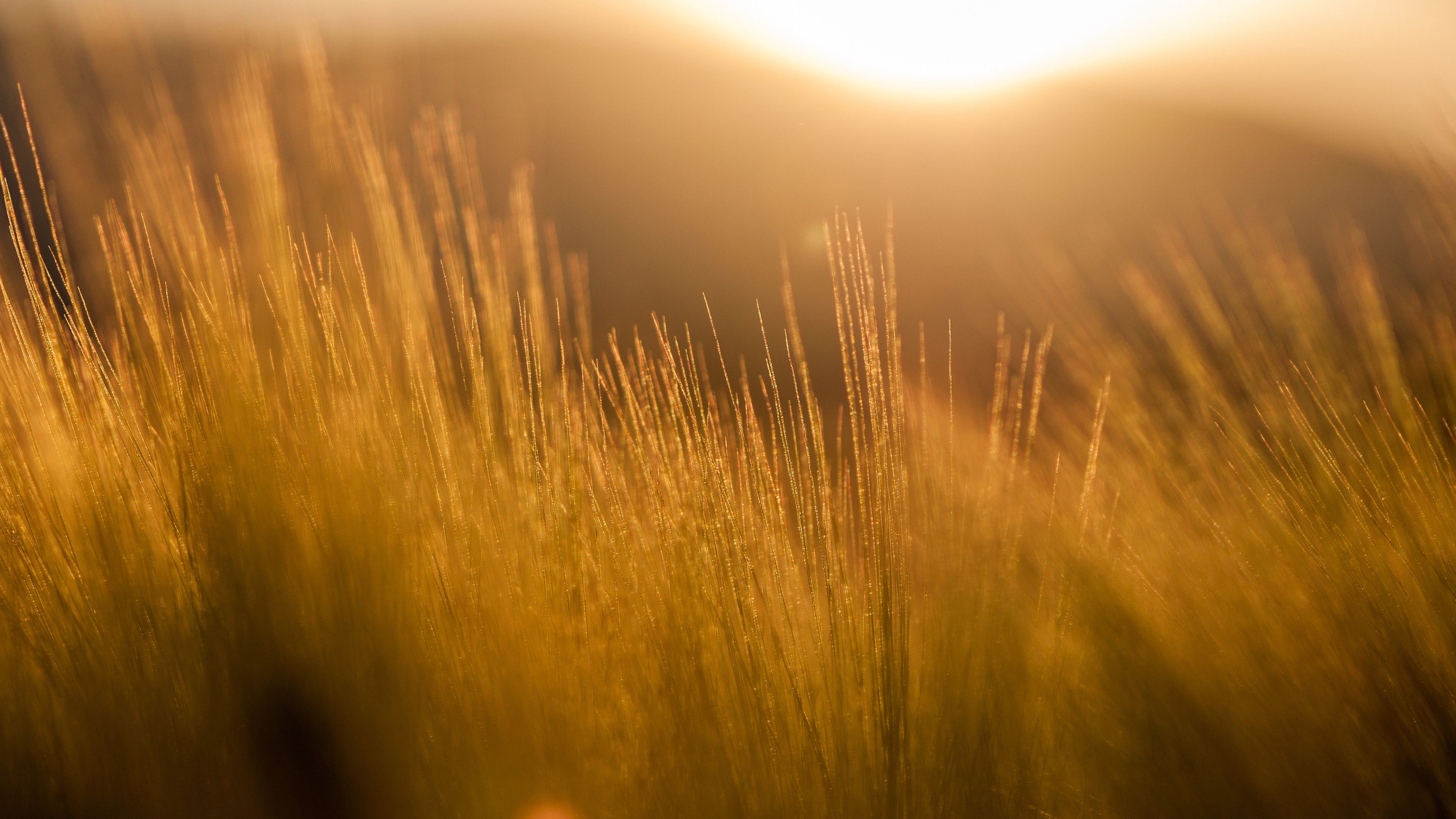 Golden Hour Meadow Aesthetic Wallpaper HD 4K Sunset Background