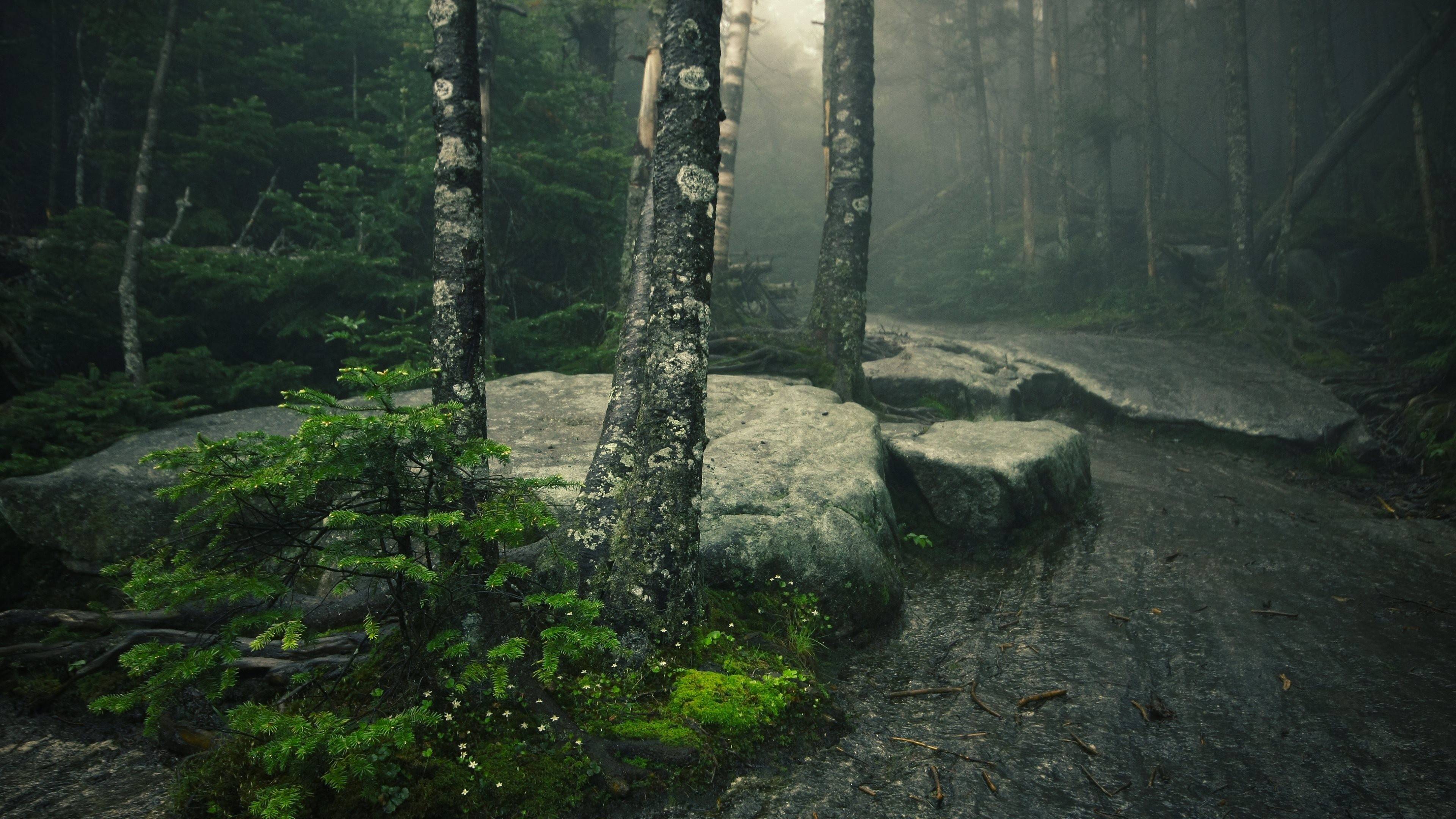 Mystical Foggy Forest Wallpaper HD 4K Aesthetic Nature Background