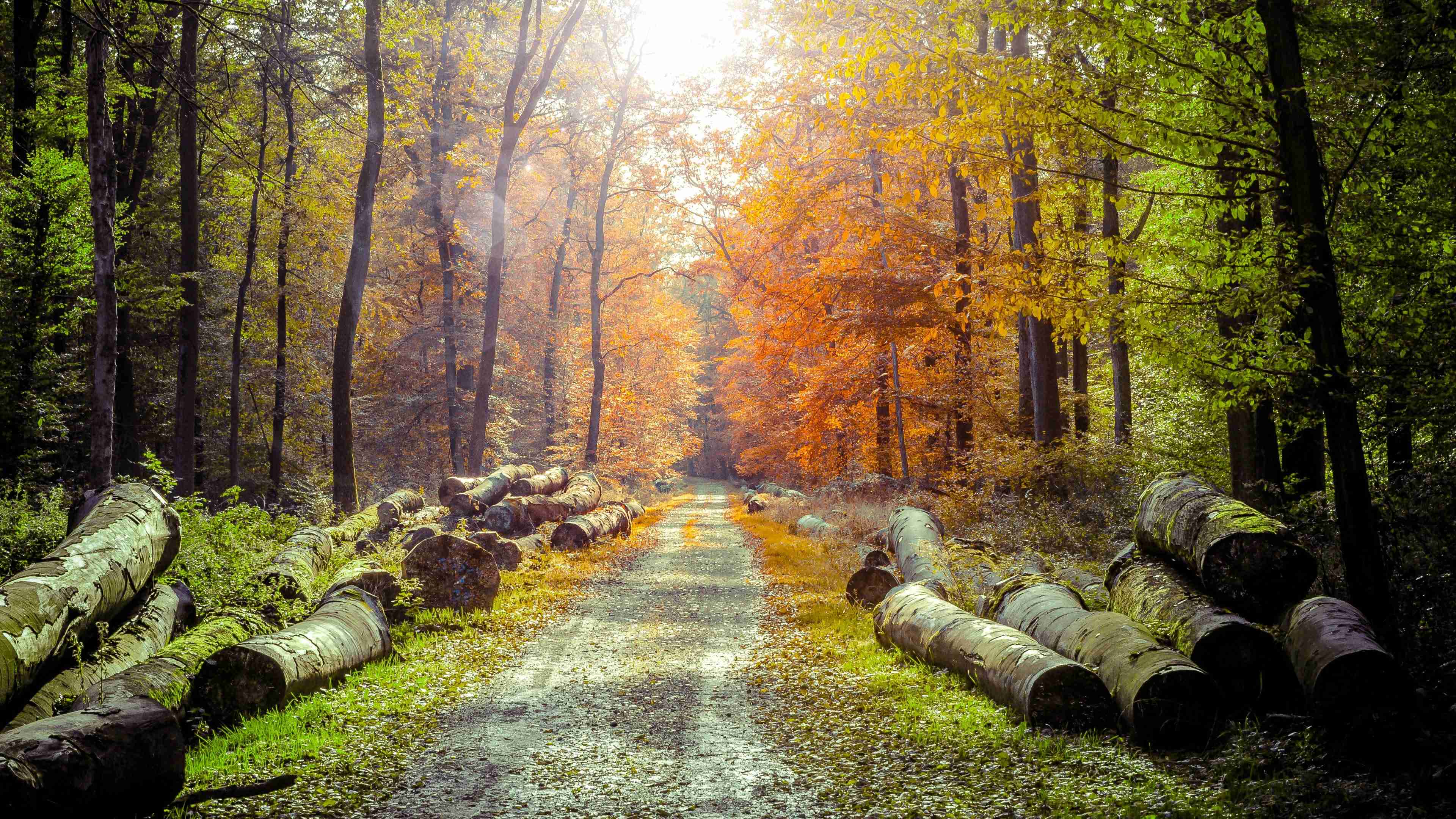 Autumn Forest Path Wallpaper HD 4K - Aesthetic Fall Scenery