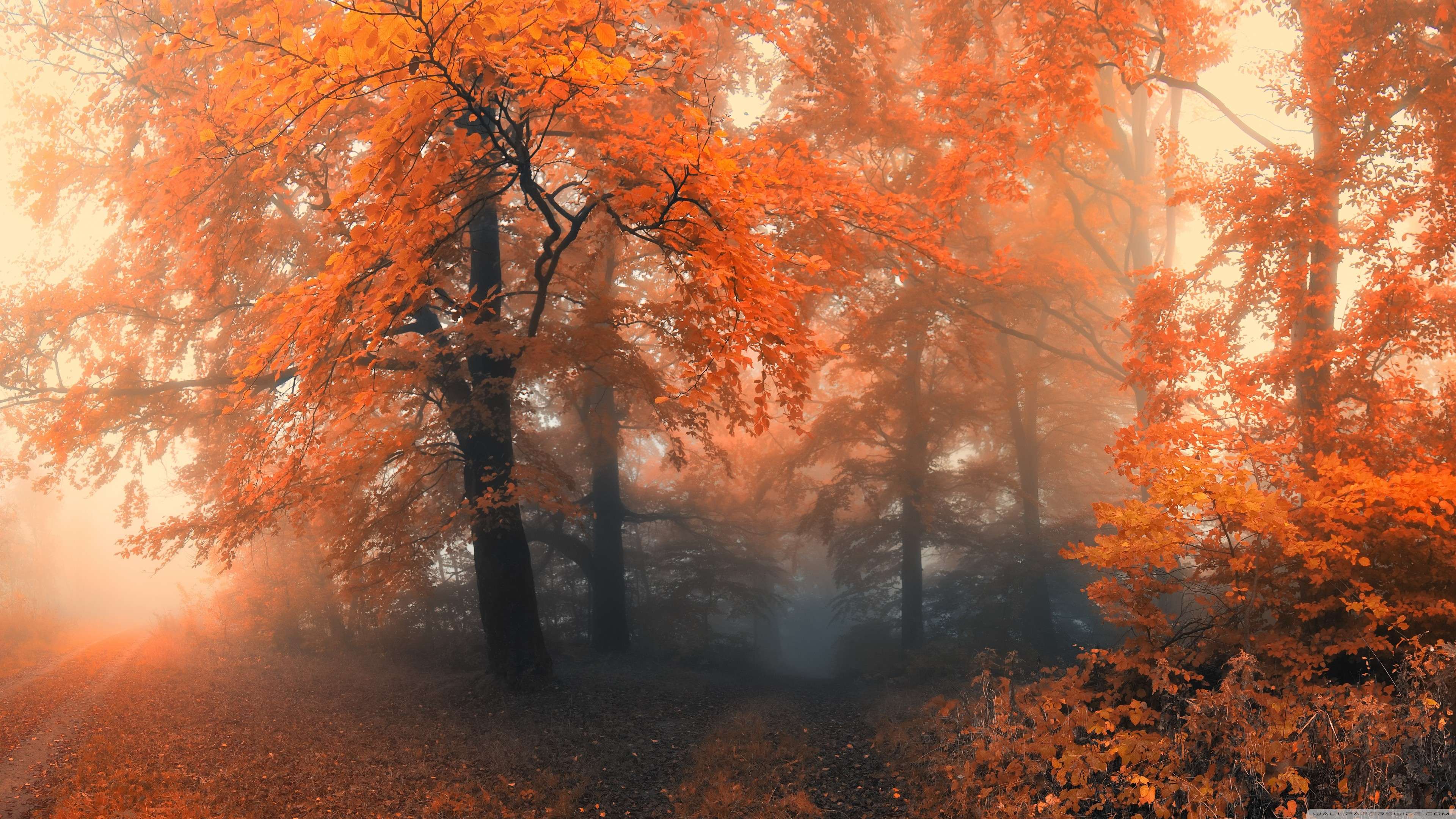 Aesthetic Autumn Forest in Fog Wallpaper HD 4K - Moody Nature Background