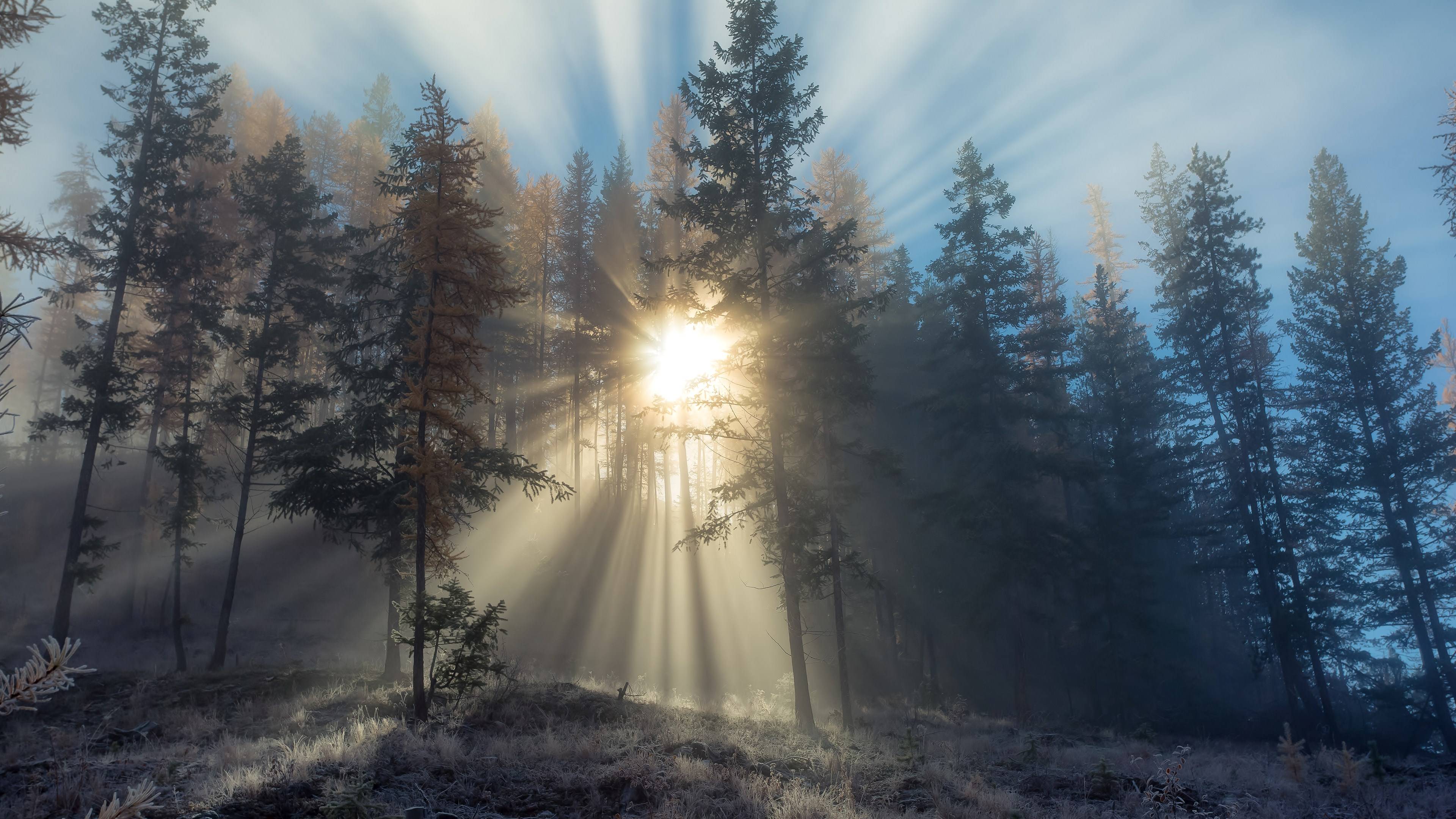 Sun Rays Through Misty Forest Wallpaper HD 4K Aesthetic Nature Background