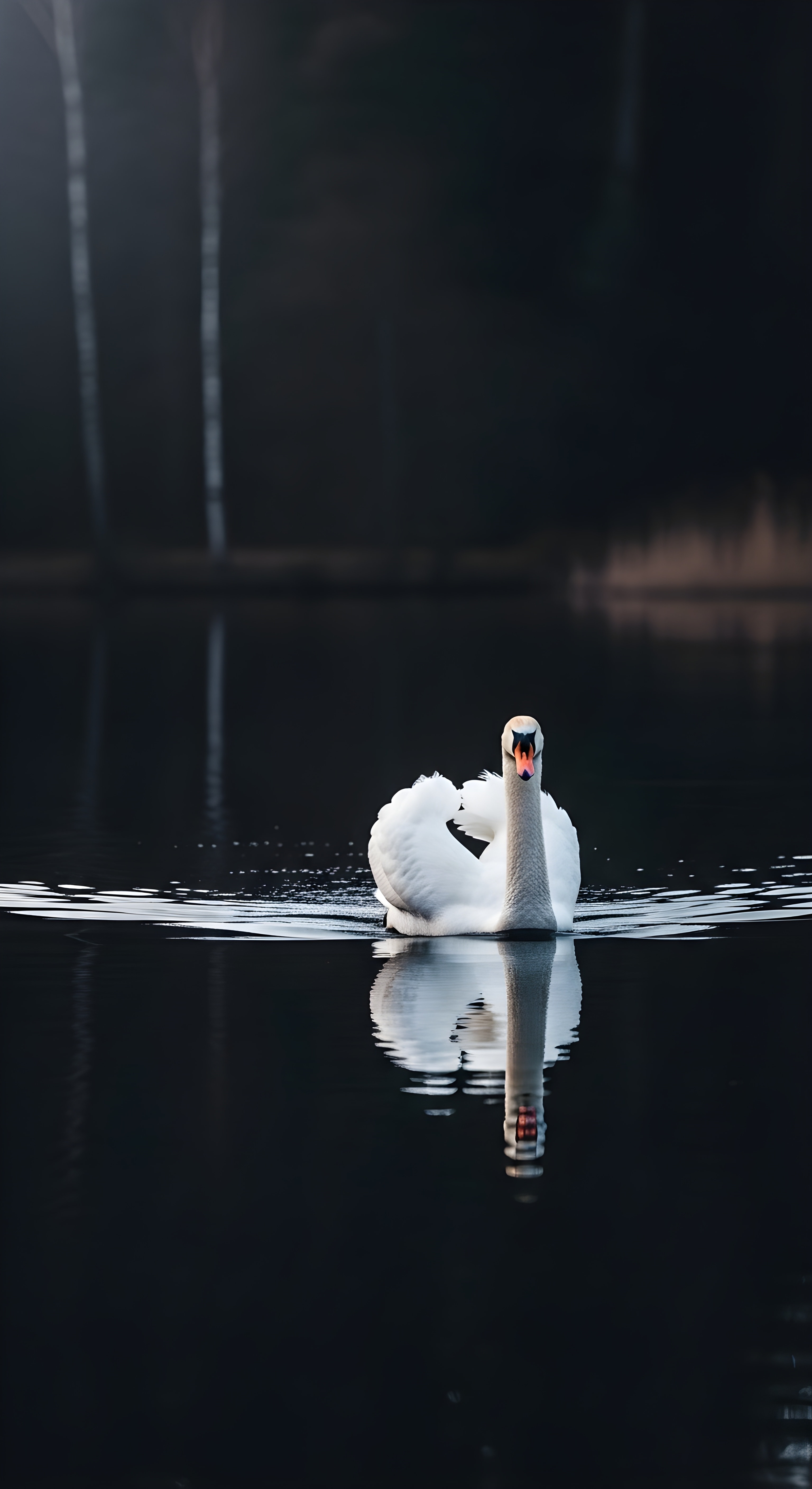Elegant White Swan on Dark Water Aesthetic Wallpaper HD 4K