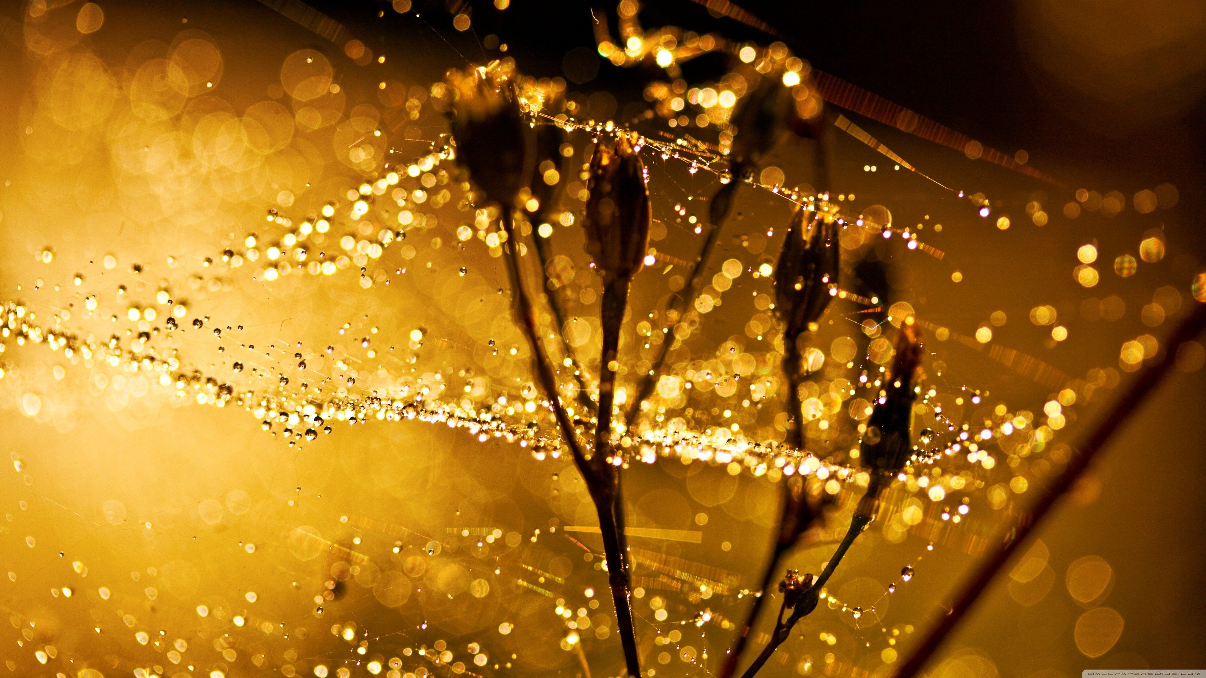Golden Dew Drops on Spider Web Aesthetic Nature Wallpaper HD 4K