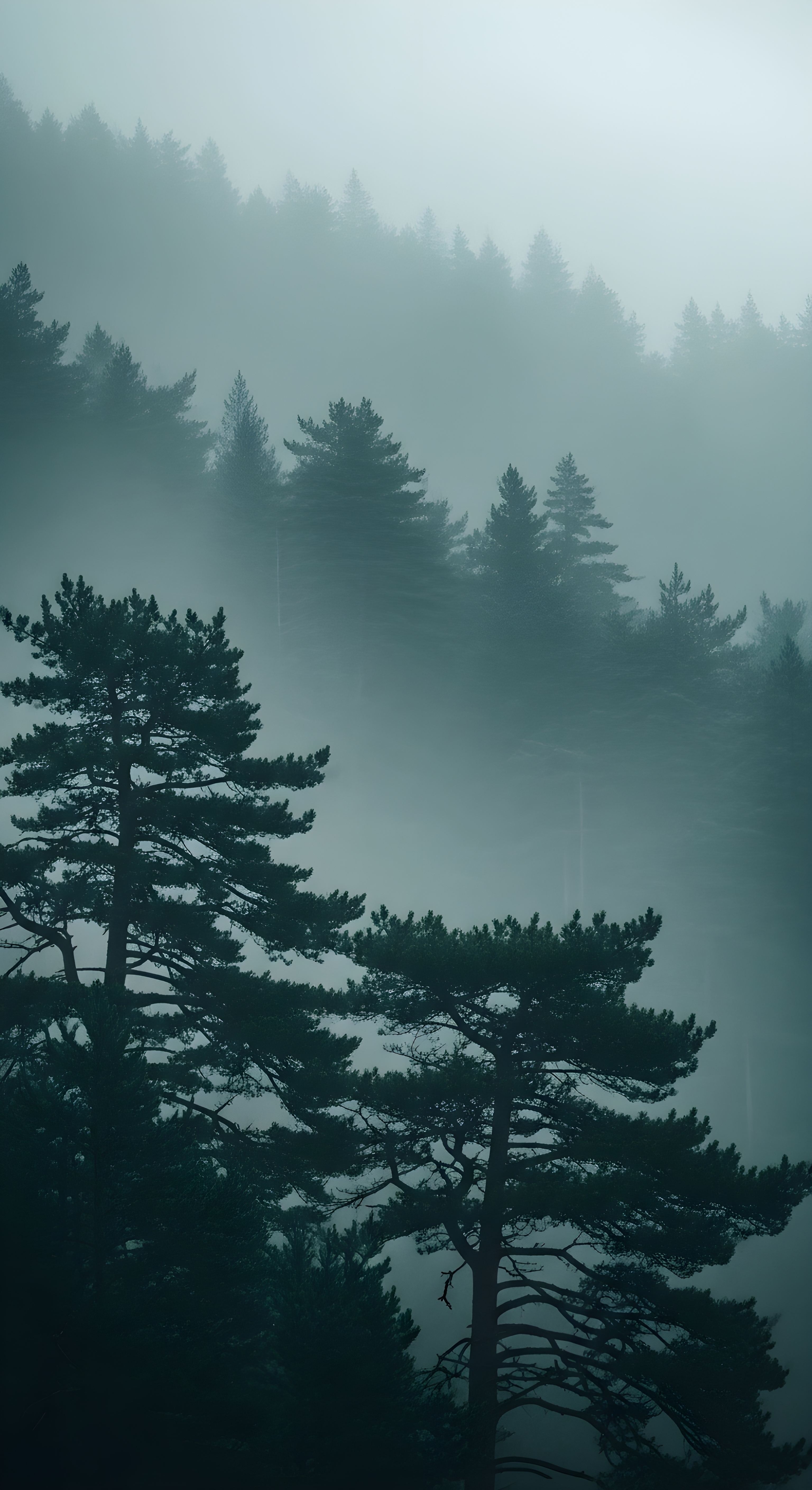 Mystical Foggy Forest Wallpaper HD 4K - Aesthetic Misty Pine Trees
